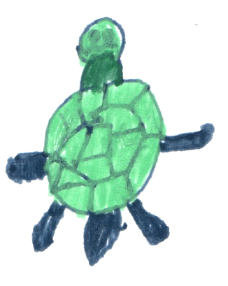 a turtle by kady ann